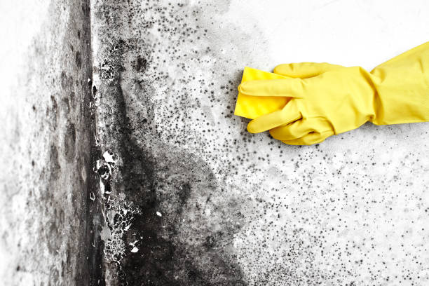 Best Mold Damage Restoration  in Cedarhurst, NY