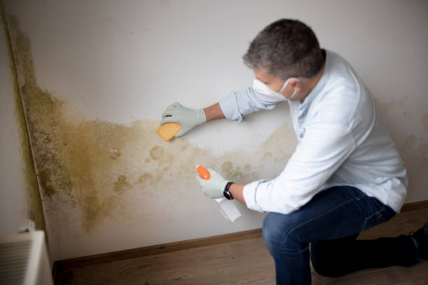 Reliable Cedarhurst, NY Mold Removal Solutions