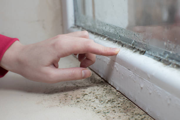  Cedarhurst, NY Mold Removal Pros
