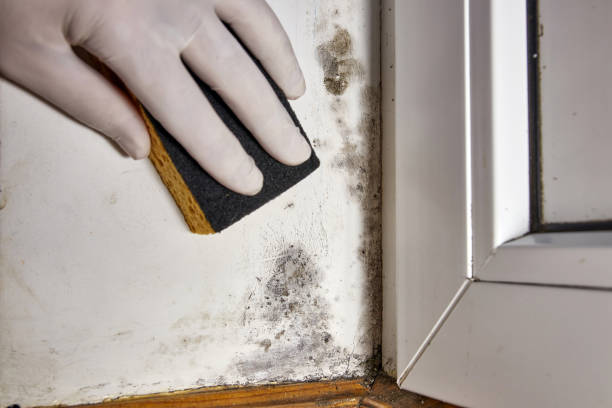 Best Black Mold Removal  in Cedarhurst, NY